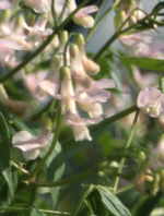 Lathyrus vernus 'Alboroseus' AGM 