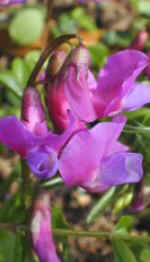 Lathyrus