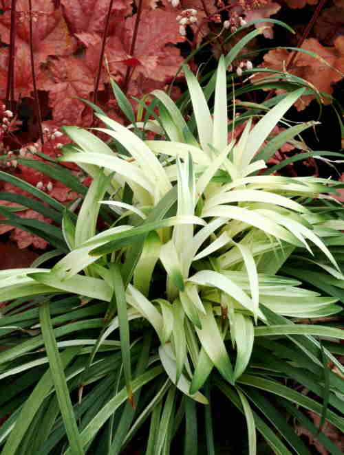 Liriope muscari 'Okina'