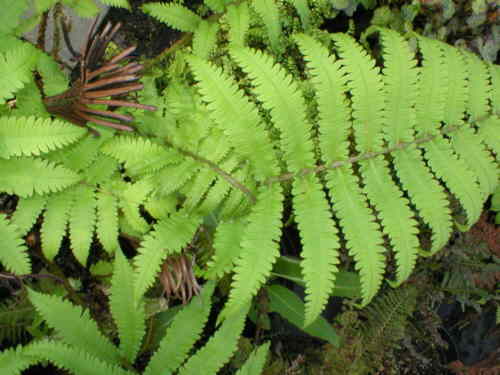 Matteuccia orientalis 