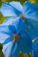 Meconopsis