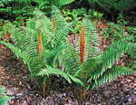 Osmunda