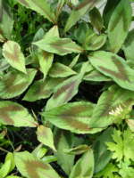 Persicaria virginiana 'Compton's Red'  CDR 549