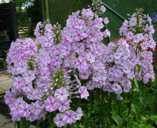 Phlox maculata 'Natascha' 
