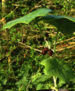 Podophyllum