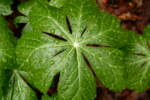 Podophyllum peltatum 