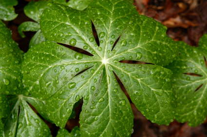 Podophyllum peltatum 