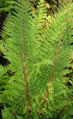 Polystichum setiferum 'Divisilobum' AGM