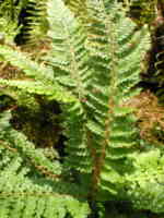 Polystichum setiferum 'Rotundatum Ramosum'