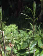 Polygonatum