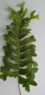 Polypodium vulgare 'Bifidomultifidum' 