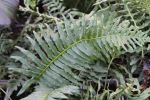 Polypodium glycyrrhiza x scouleri