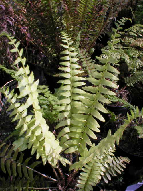 Polystichum acrostichoides