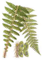 Polystichum braunii 