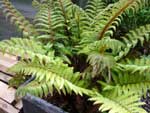 Polystichum polyblepharum AGM 