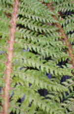 Polystichum setiferum 'Acutilobum'