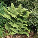 Polystichum setiferum 'Plumoso-multilobum' AGM