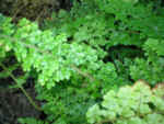 Polystichum setiferum 'Smith's Cruciate' 