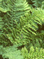 Polystichum