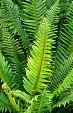 Polystichum munitum AGM 