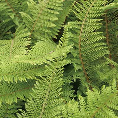 1L pot. Polystichum neolobatum A large attractive hardy evergreen fern