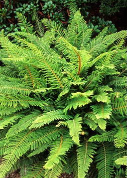 Polystichum setiferum 'Proliferum'