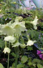 Primula alpicola AGM