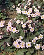 Primula 'Guinevere'