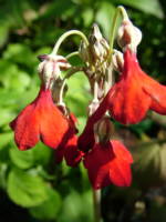 Primula florindae 'Ray's Ruby'  