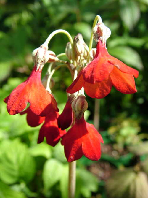 Primula florindae 'Ray's Ruby'  
