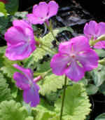 Primula sieboldii 'Pago Pago'