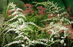 Astilbe