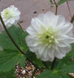 Ranunculus aconitifolius 'Flore Pleno' AGM 