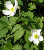 Ranunculus aconitifolius 