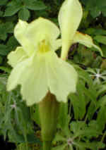 Roscoea cautleyoides 'Kew Beauty' AGM 