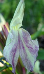 Roscoea x beesiana AGM