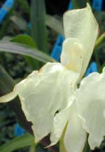 Roscoea