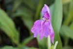 Roscoea cangshanensis