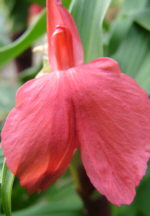 Roscoea purpurea 'Red Gurkha'