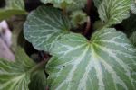 Saxifraga stolonifera 'Nezu Jinga'