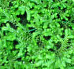 Selaginella kraussiana  AGM