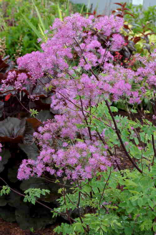 Thalictrum delavayi Chinese meadow rue 9cm pot Please Read Description /& T/&Cs