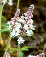 Tiarella