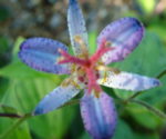 Tricyrtis lasiocarpa B & SWJ 3635 