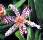 Tricyrtis