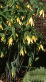 Uvularia grandiflora AGM 