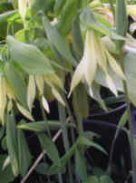 Uvularia grandiflora var pallida