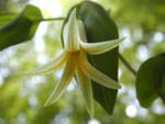 Uvularia perfoliata