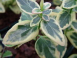 Vinca minor 'Argento-variegata'