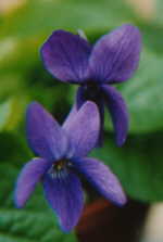 Viola odorata 'Baroness Alice de Rothchild'